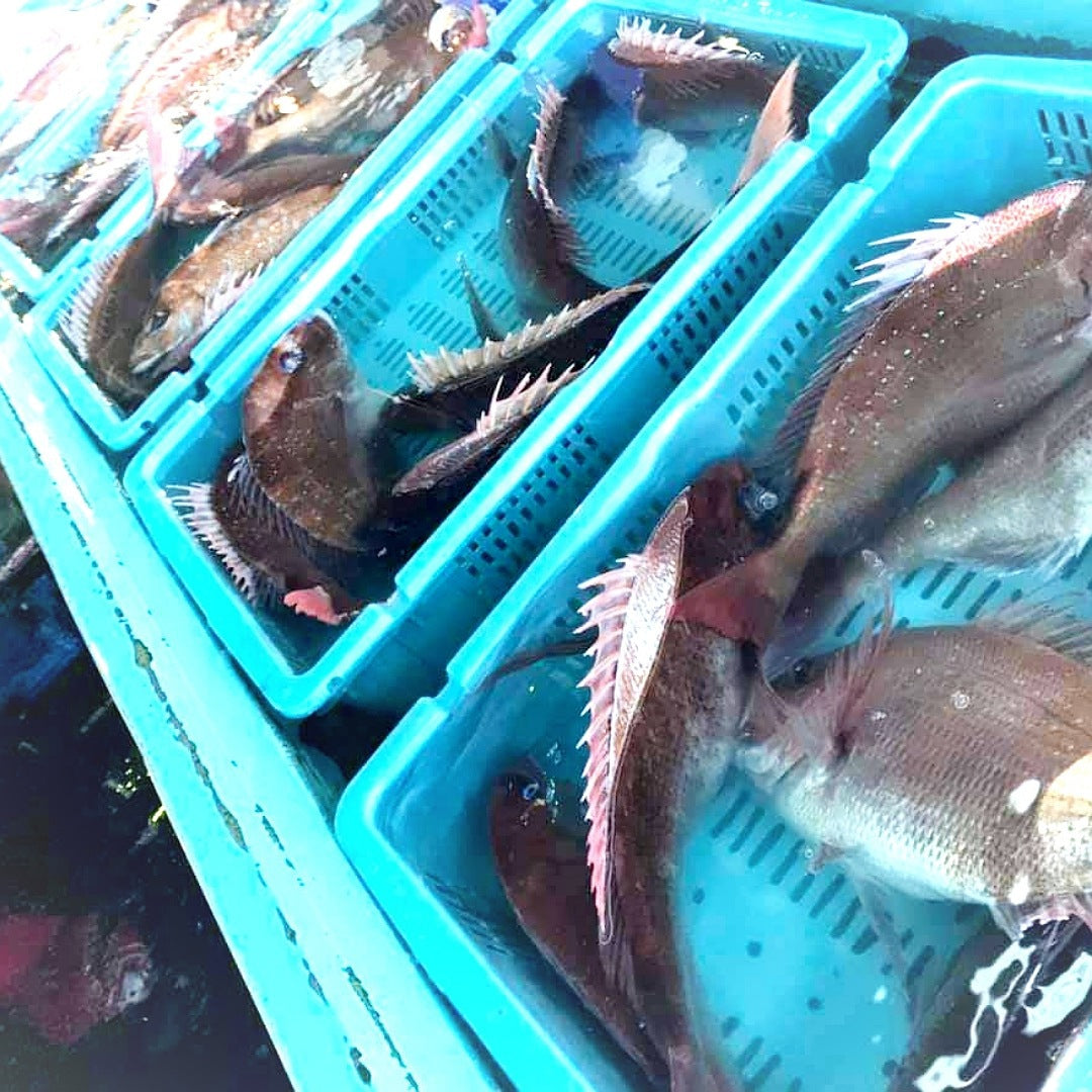 おさかな様 おさかなまん - 本物の漁師が一番良い状態でお魚を届ける